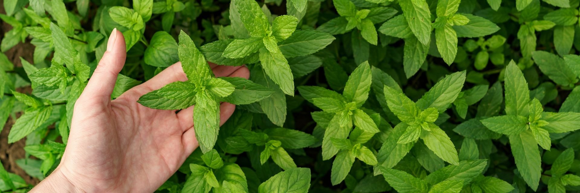 mano-della-donna-che-tocca-la-menta-organica-fresca-nel-giardino