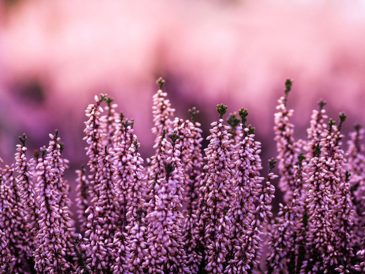 english-lavender-in-a-lavender-field-in-the-blurred-nature
