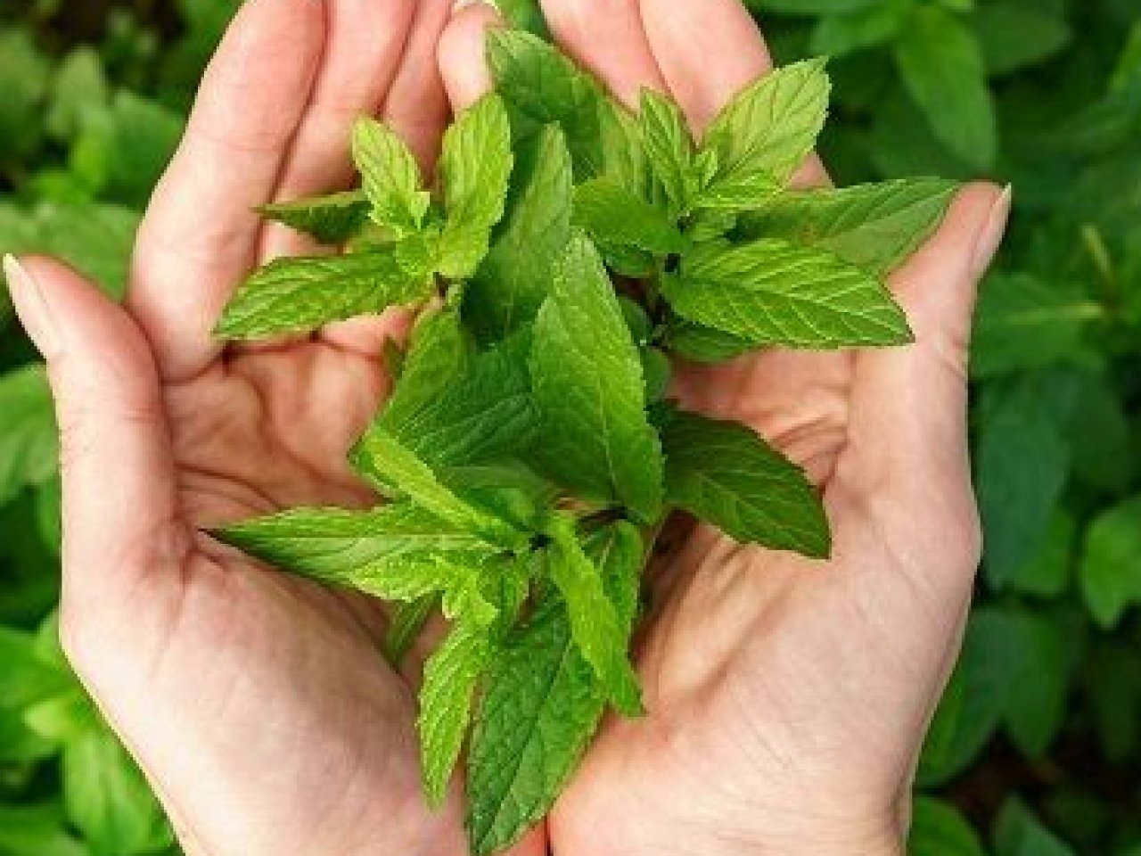 menta-piperita